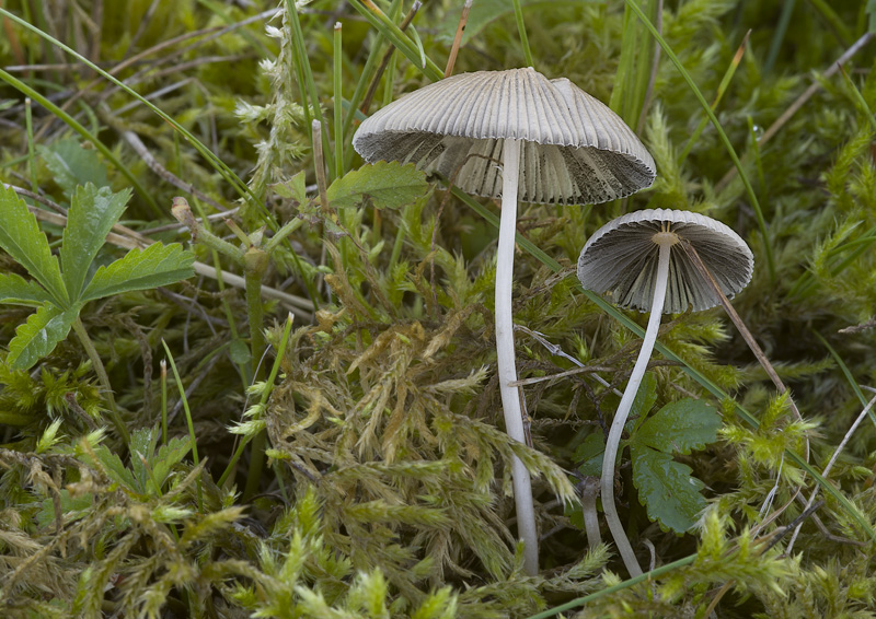 Parasola leiocephala